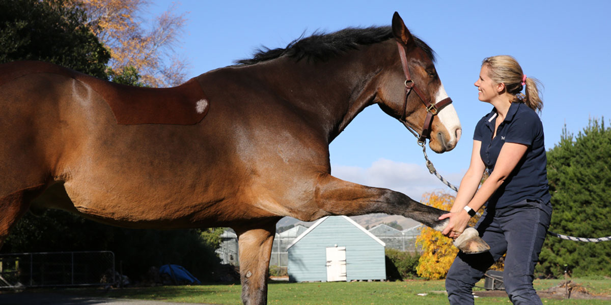 Horses