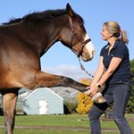 Horses